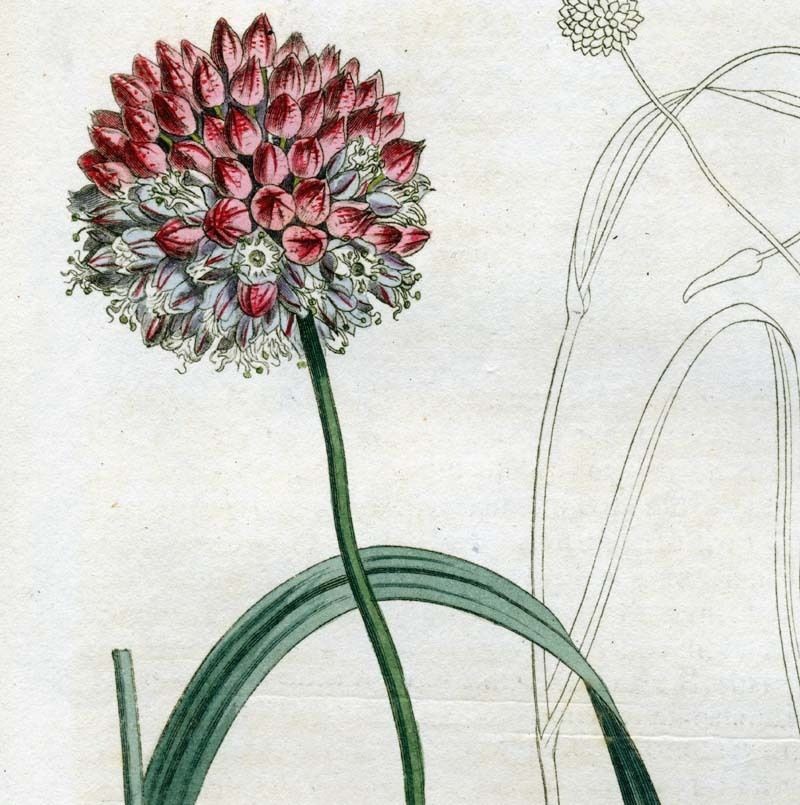 CURTIS ORIGINAL PRINT WILD LEEK FLOWER BLOOM ONION ALLIUM PLANT GARLIC 