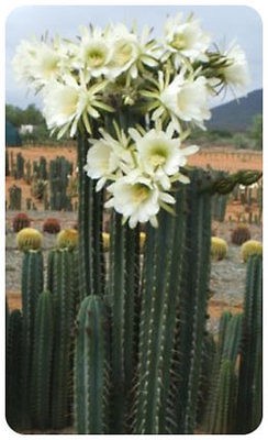 100 KK2148 TRICHOCEREUS PERUVIANUS VAR. TARMA ~ Peruvian Torch Cactus 