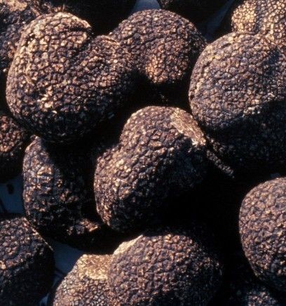 tartufo nero ordinario tuber mesentericum 100 grammi tartufi d inverno 