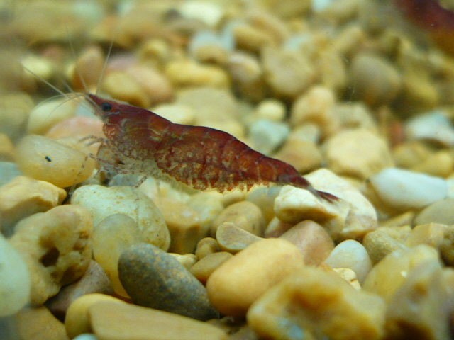 12 LIVE RED CHERRY SHRIMP ~ great with aquarium plants, 