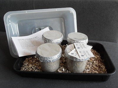 magic mushrooms grow kits in Yard, Garden & Outdoor Living