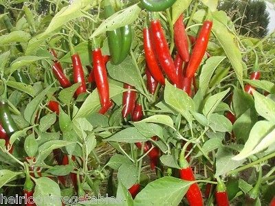 30 Serrano Chili Heirloom pepper (Very Hot) seeds. ***SAME DAY 