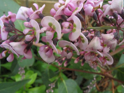 Chinese Purple Wisteria sinesis Grown from Cuttings Live Plant Vine 