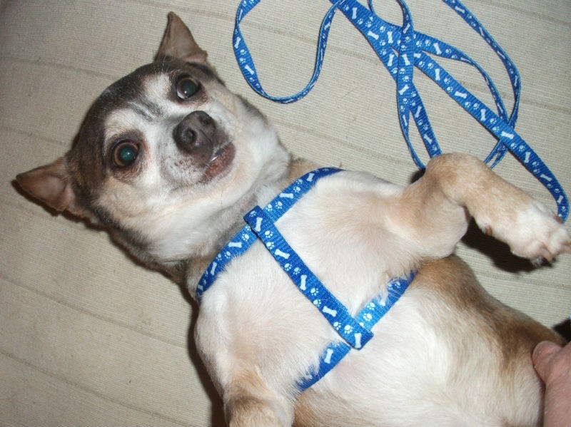 NEW Chihuahua Dog Harness w/ FREE Leash Pup Rabbit Cat