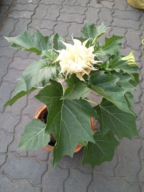 datura plants