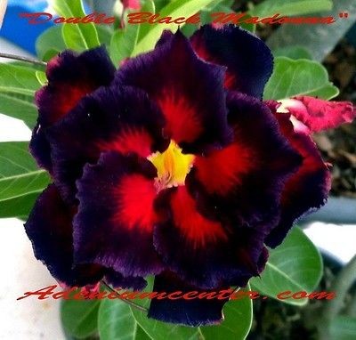 ADENIUM OBESUM DESERT ROSE  DOUBLE BLACK MADONNA  20 seeds BLACK 