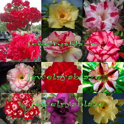 Adenium Obesum Desert Rose Mixed 12 Plants 12 Type