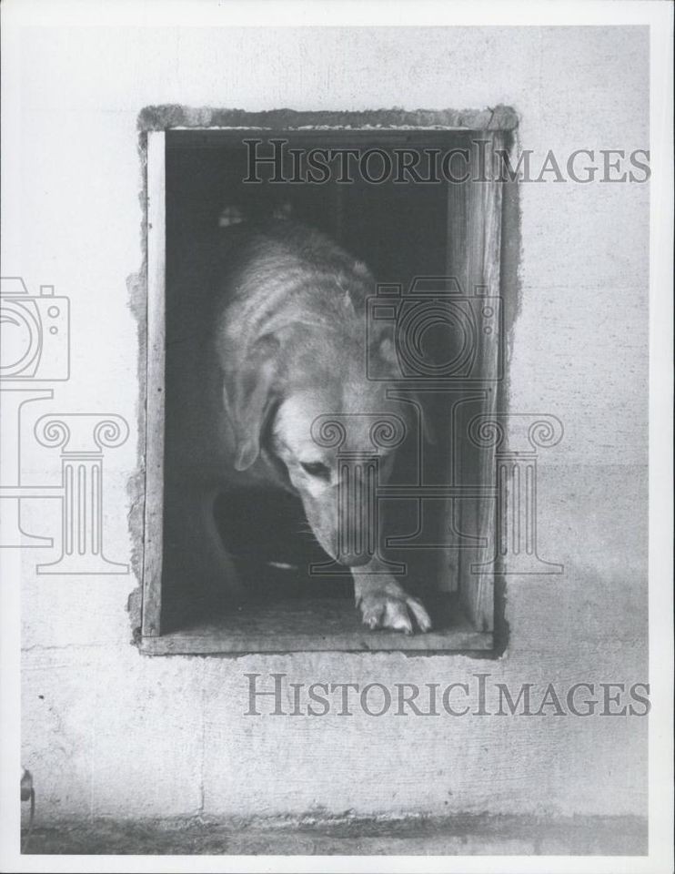   Photo Royal Dutch Hotel & Beauty Salon for Animals Doggie Door Dog