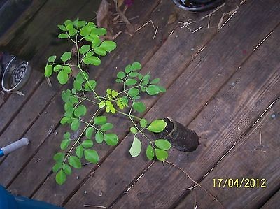 moringa tree in Flowers, Trees & Plants