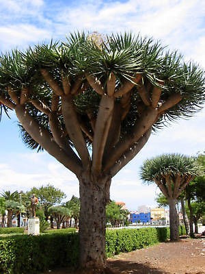 Dracaena Draco DRAGON TREE Plant SEEDS dragons blood