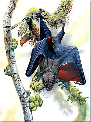 8x6 Inch Exotic Bird Animal Art Painting_BULME​RS FRUIT BAT_Craft 