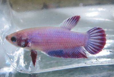 betta fish female in Freshwater Species