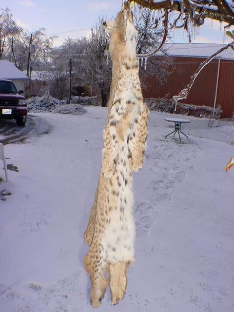 Bobcat Pelt Tanned w ft claws tanned leather fur/hide/skin for 