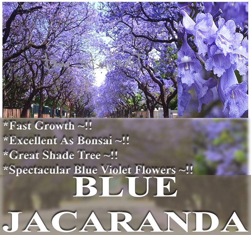 jacaranda tree in Trees