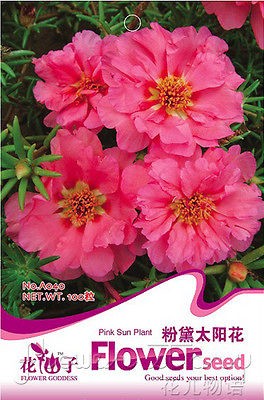 Pack 200+ Flowers Seeds Portulaca Grandiflora Sun Plant Seeds Pink 
