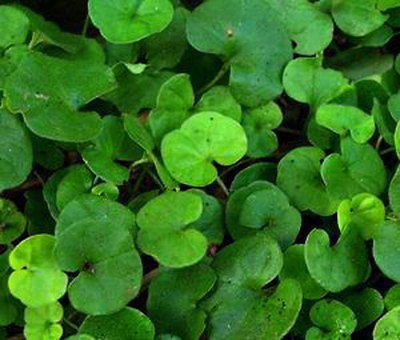 DICHONDRA Dichondra Repens Groundcover   10,000 Bulk Flower Seeds