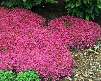 500+ BULK PERENNIAL FLOWER GARDEN + GROUNDCOVER SEEDS   CREEPING THYME 