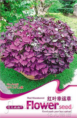   Flowers Seeds Oxalis Triangularis Seeds Red Clover Grass Garden Plant