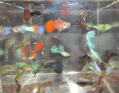 Adult Male Fancy Guppies Live Aquarium Fish