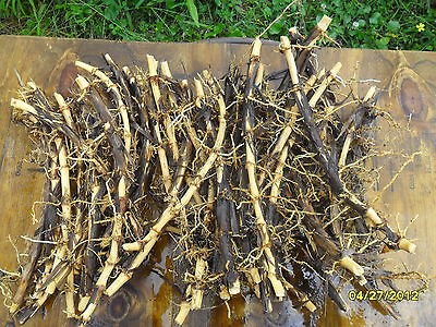 Japanese Timber Bamboo Plant LIVE RHIZOMES 12L .