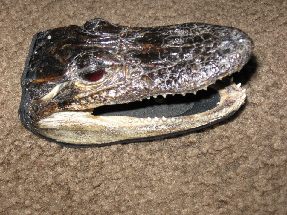 GENUINE ALLIGATOR HEAD/SKIN BELT BUCKLE