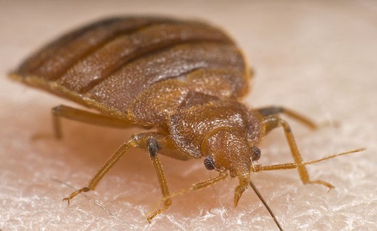 bed bug killer powder