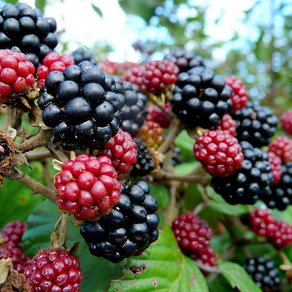 blackberry plants in Vegetables & Fruits