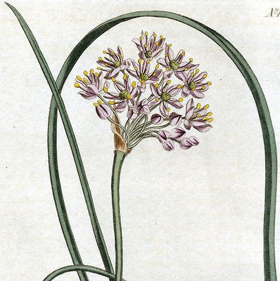 CURTIS BOTANICAL PRINT ALLIUM AUTUMN PRAIRIE ONION FLOWER LILY GARLIC 