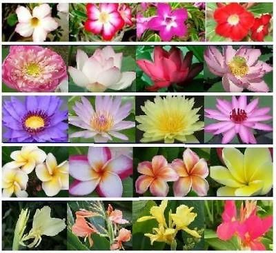 Water lily+Lotus+Can​na+Plumeria+Ad​enium + Free Document