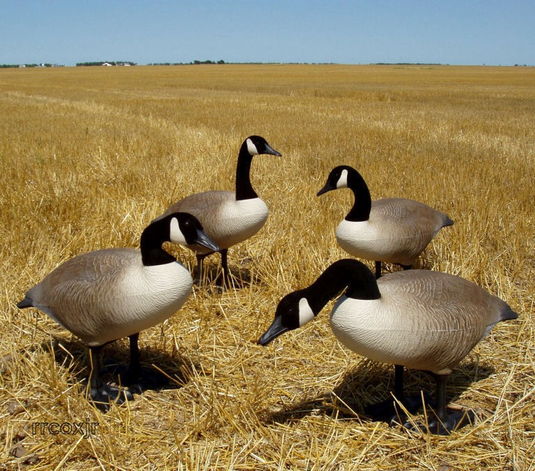 bigfoot decoys in Decoys