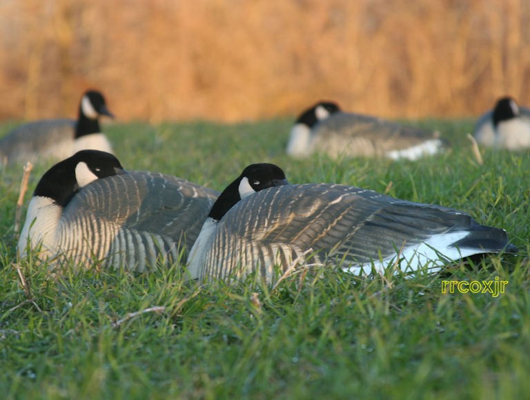 AVERY GREENHEAD GEAR PRO LS CANADA SLEEPER GOOSE DECOYS