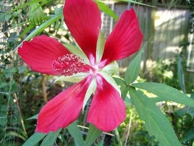 ª˜¨¨¯¯¨¨˜ª¤ RED TEXAS STAR HIBISCUS 12 SEEDS AL1985SC 