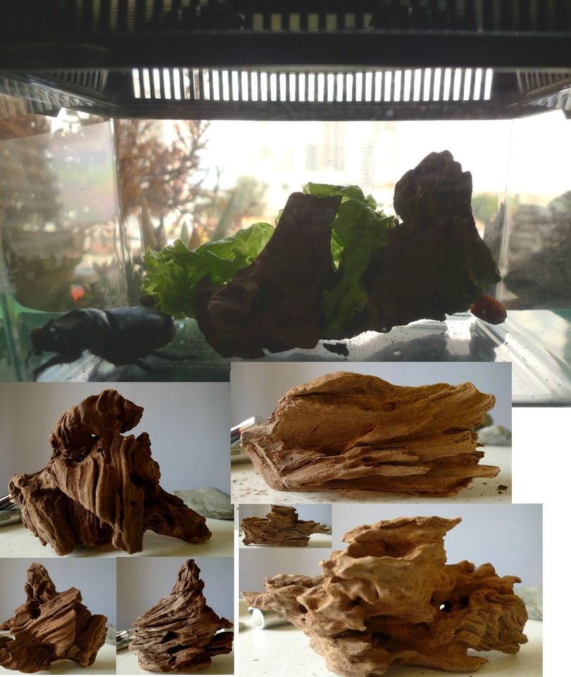   , Pet Reptiles Amphibians Frogs Beetle Tortoise Turtle Terrarium