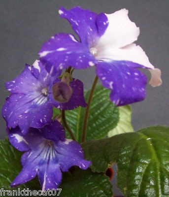 streptocarpus seeds in Flowers, Trees & Plants