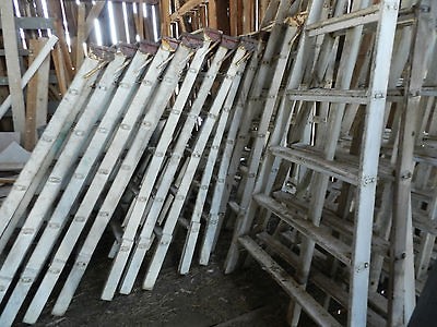 1910 Up the Ladders Picking Fruit El Dorado County Unused Color 