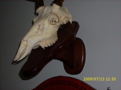 EUROPEAN DEER PLAQUE / SKULL MOUNT / NO ANTLERS / WALNUT OAK BAR​N 