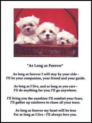 New MALTESE PUPPY print FOREVER art poem