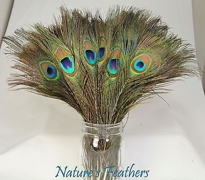 peacock feathers in Feathers