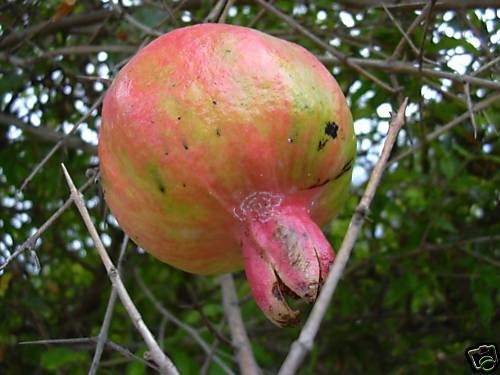 pomegranate trees in Trees