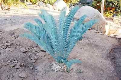 Encephalartos Lehmannii Cycad ICE BLUE COLOR 4 Years Old 4 6 Leaves 