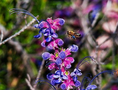 salvia seeds in Flower Seeds