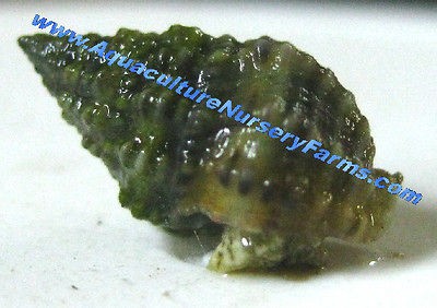 25) LIVE NASSARIUS SNAILS Coral Reef Aquarium Tank Cleaner Crew Snail