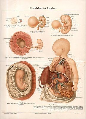 c1890 Antique Medical Print of Human Anatomy   Human Foetus Fetus