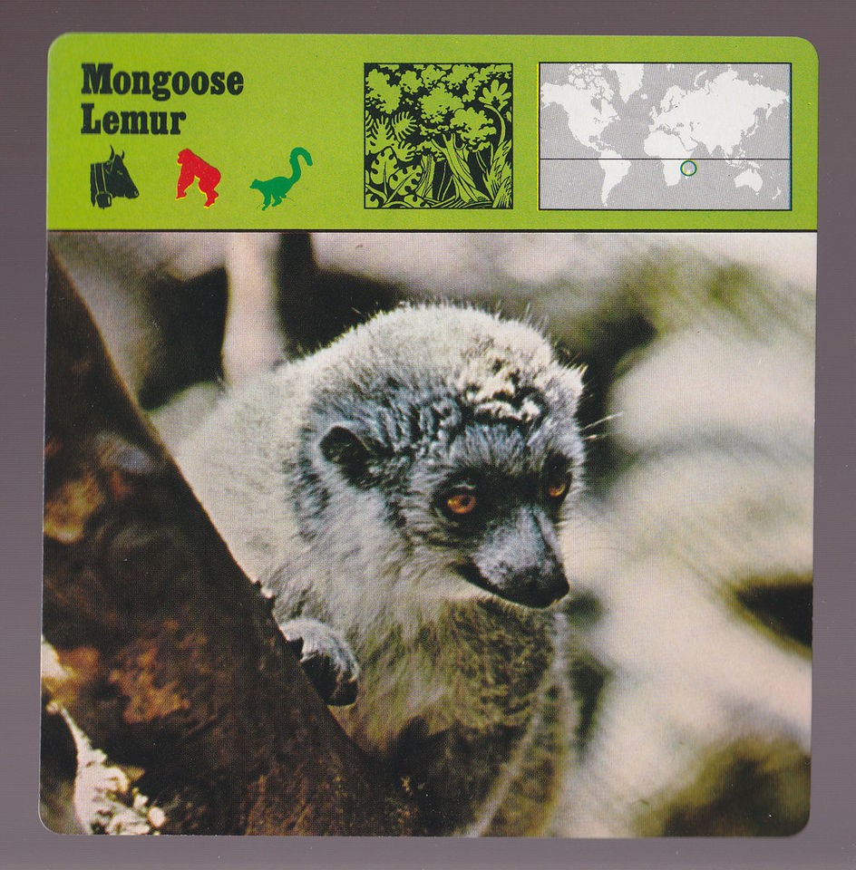   LEMUR Africa 1975 1980 SAFARI ANIMAL FACT PHOTO CARD English 79 18