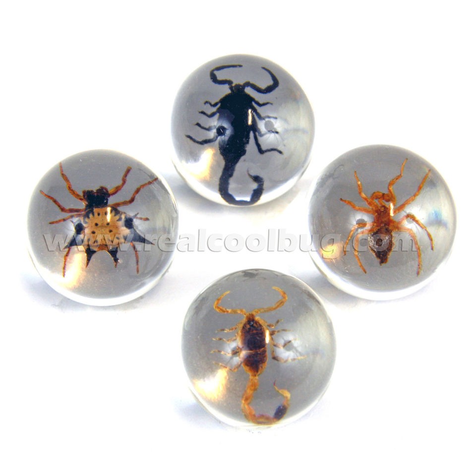 Real Scorpions and Spiders Marbles Set 4 in 1 Scorpions & Spiders 