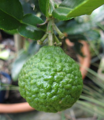 100 SEEDS BERGAMOT, KAFFIR LIME, CITRUS HYSTRIX FREE SP