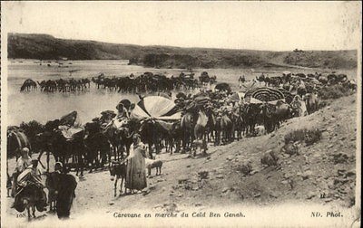 Caid Ben Ganah Africa Camels c1910 Postcard