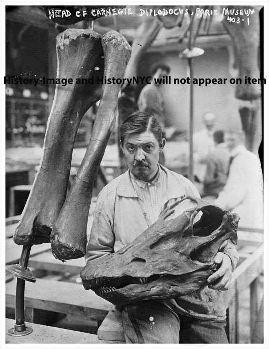 1917 CARNEGIE MUSEUM PARIS DIPLODOCUS DINOSAUR PHOTO #3