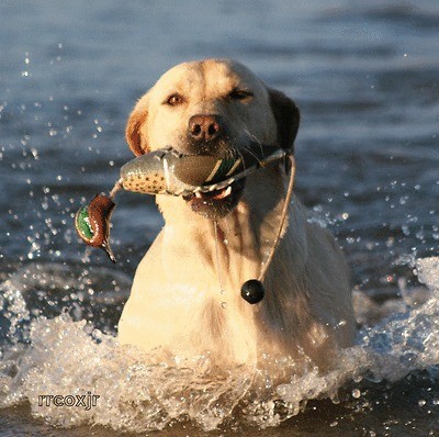   GREENHEAD GEAR GHG SPORTING DOG ATB TEAL TRAINING DUMMY BUMPER NEW