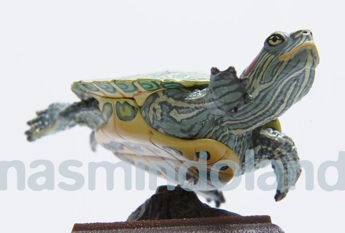 Kitan Brazilian Pond Red Eared Slider Turtle Tortoise Terrapin Japan 